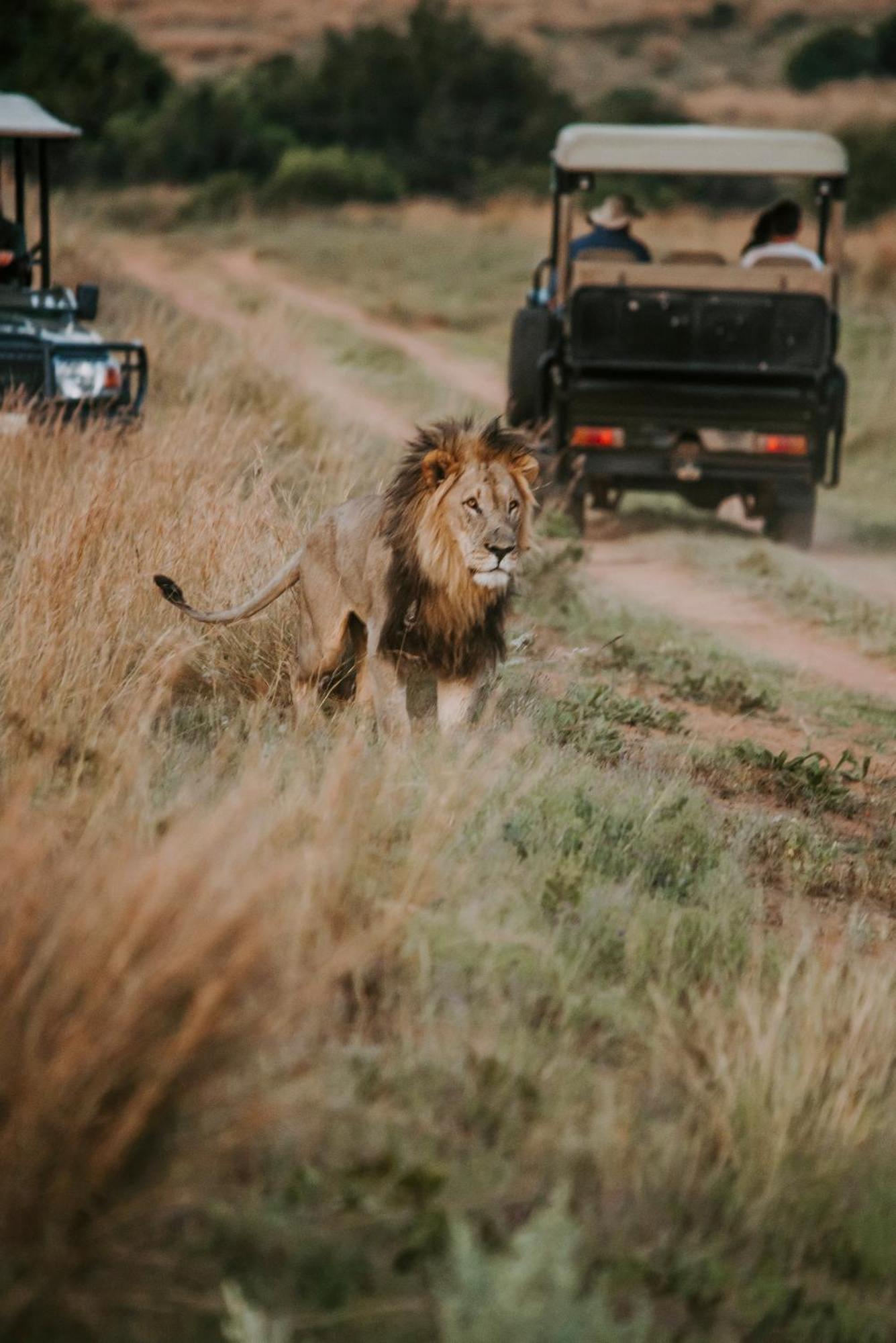Matingwe Lodge Hartbeestfontein Екстериор снимка
